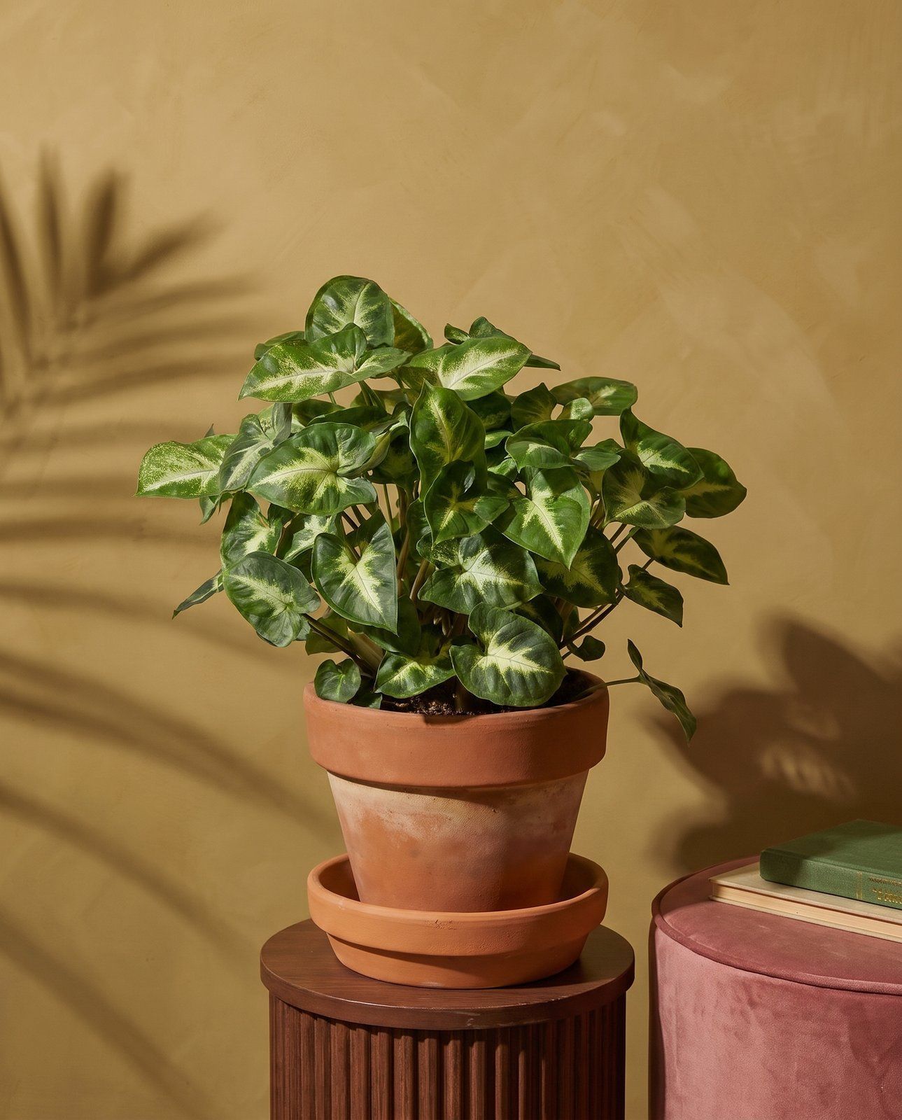 Syngonium Purpurtute Pixie