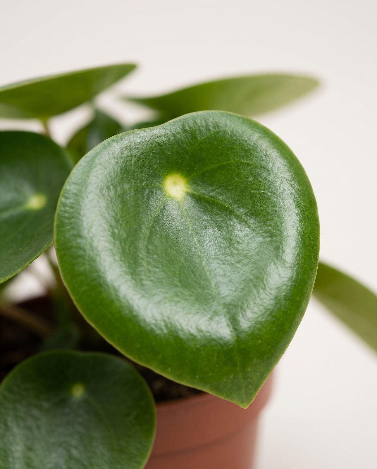 Peperomia Zwergpfeffer Rain Drop