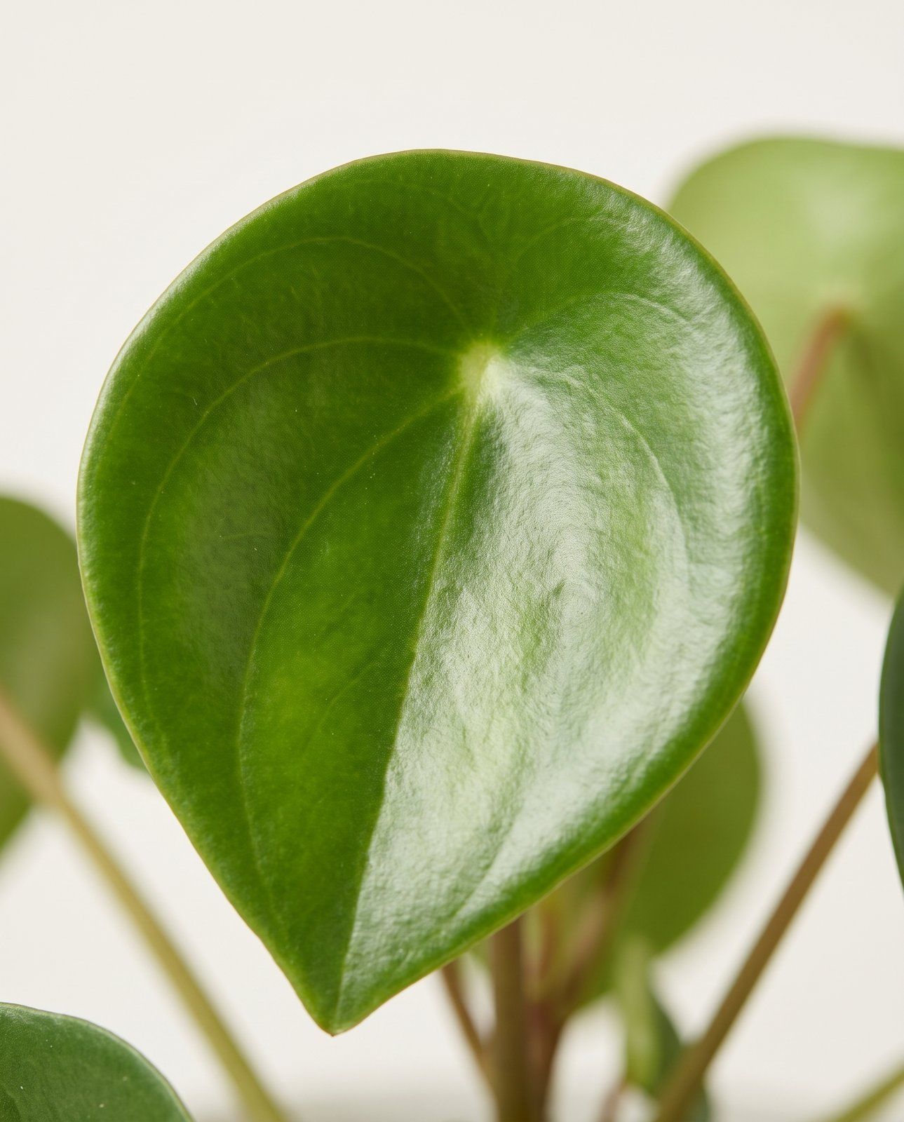 Peperomia Zwergpfeffer Rain Drop