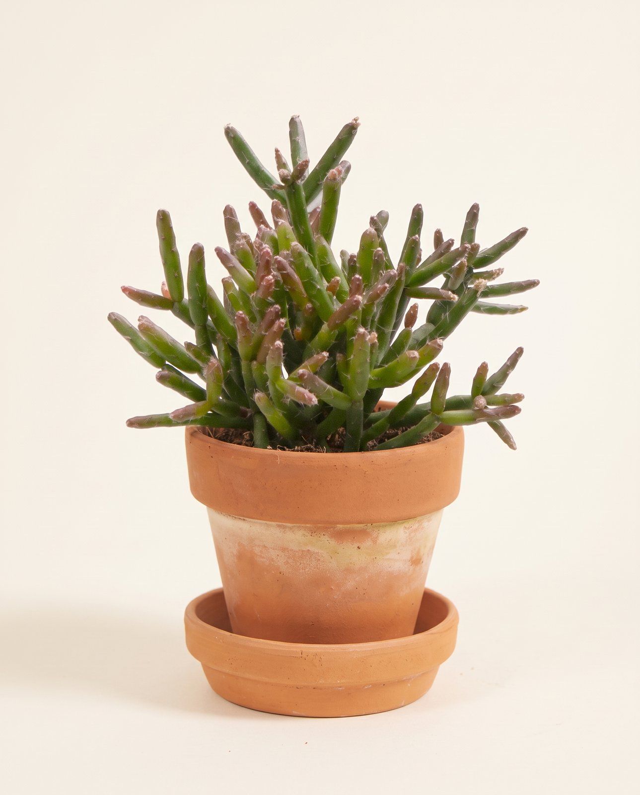 Bebé Rhipsalis Rhipsalis Burchellii