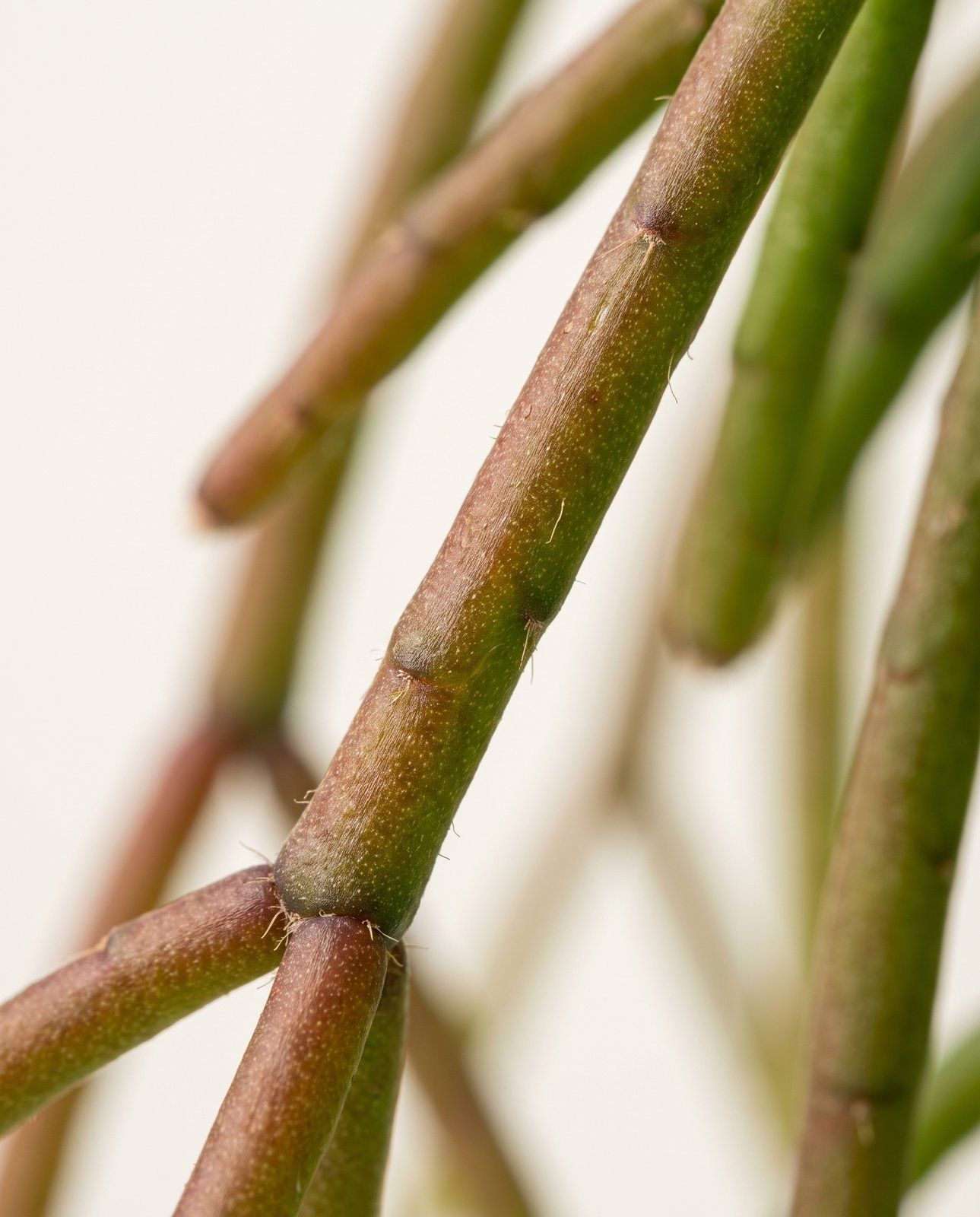 Bebé Rhipsalis Rhipsalis Burchellii