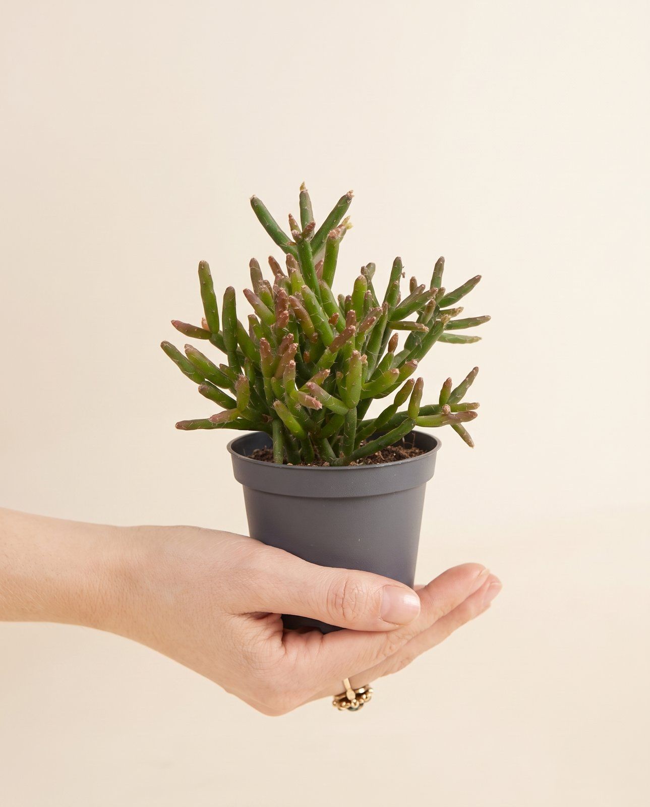 Bebé Rhipsalis Rhipsalis Burchellii