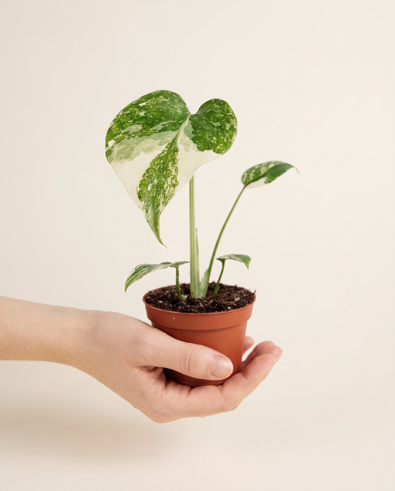 Baby Monstera Gatenplant Deliciosa Crème Brulée