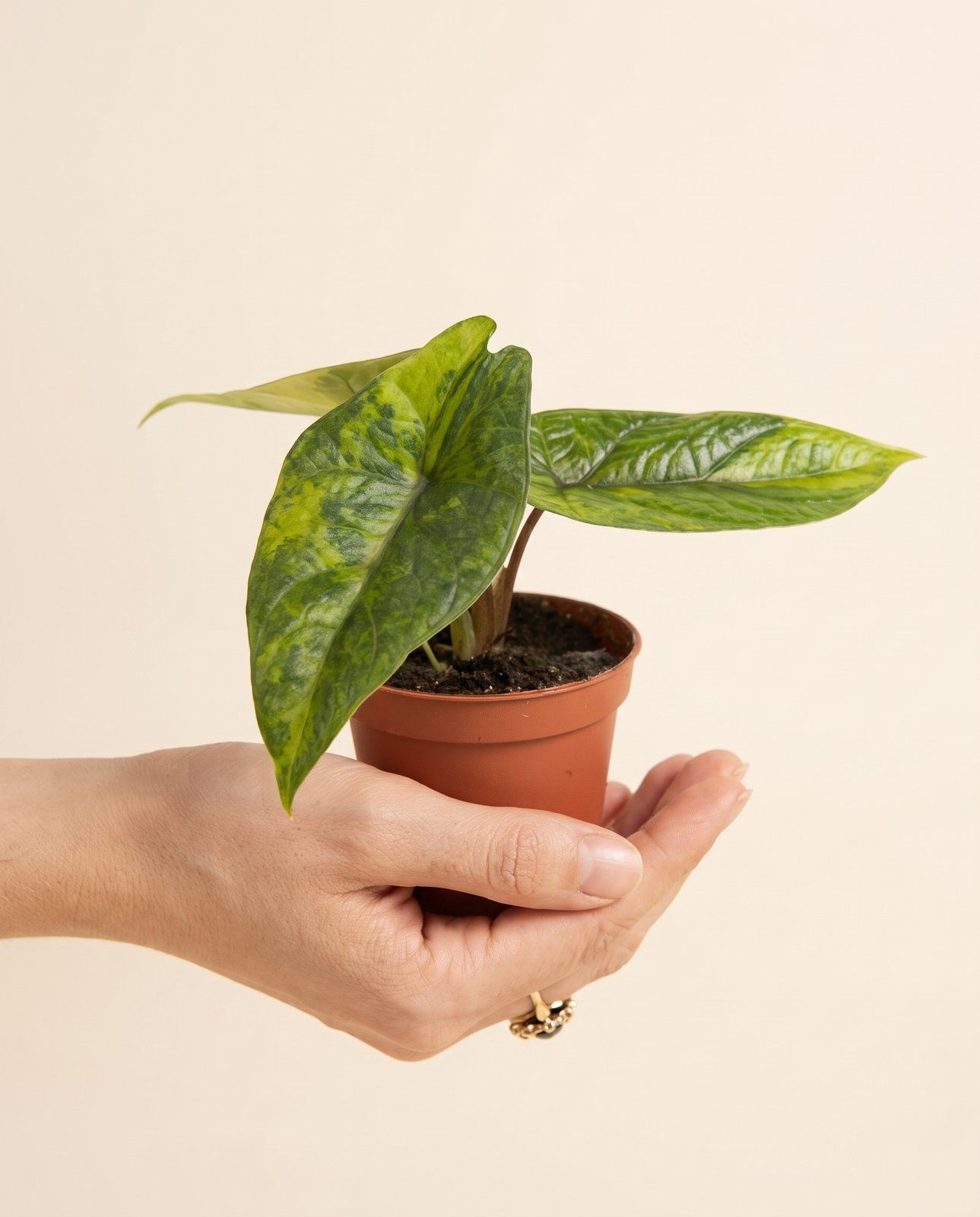 Baby Alocasia Elephant ears Scalprum Aurea