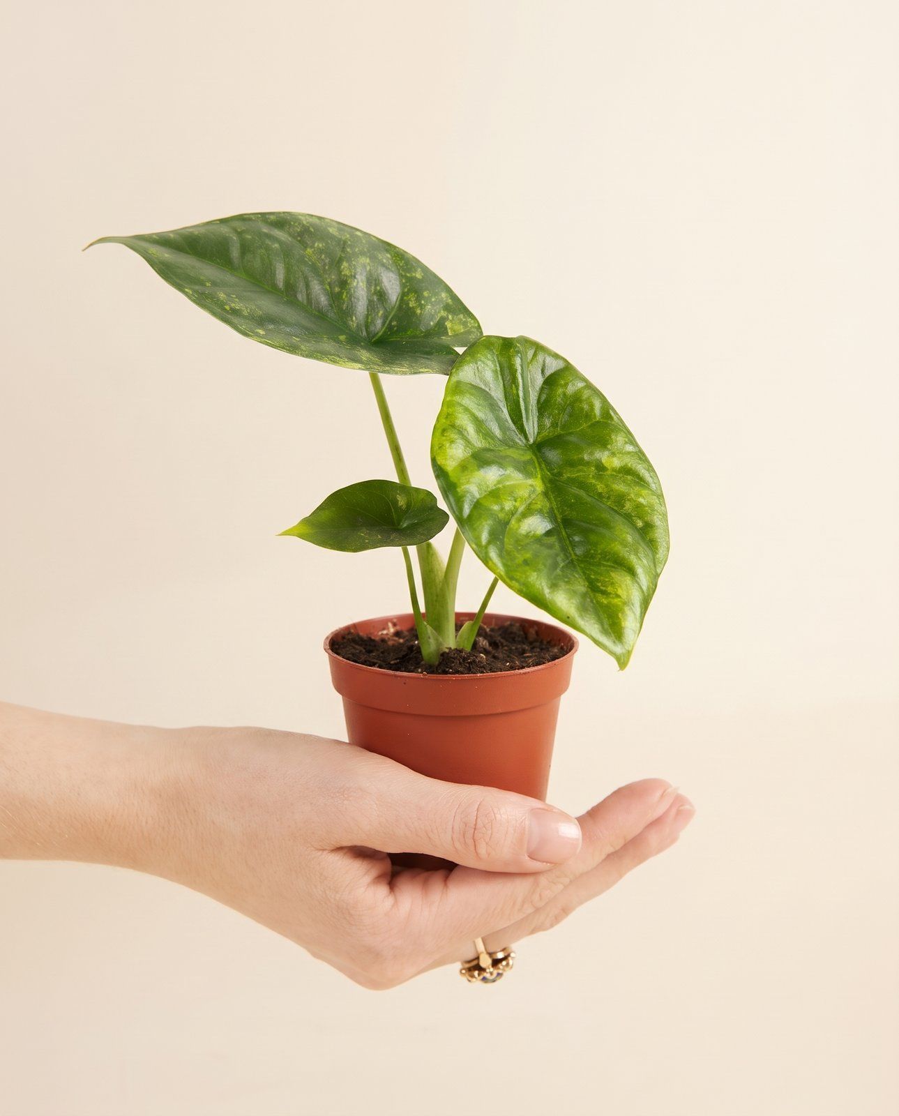 Baby Alocasia Pfeilblätter Sinuata Aurea