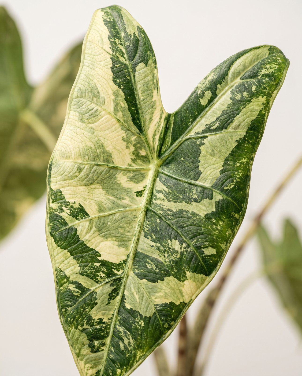 Bébé Alocasia Oreilles d'éléphant Tigrina Variegata