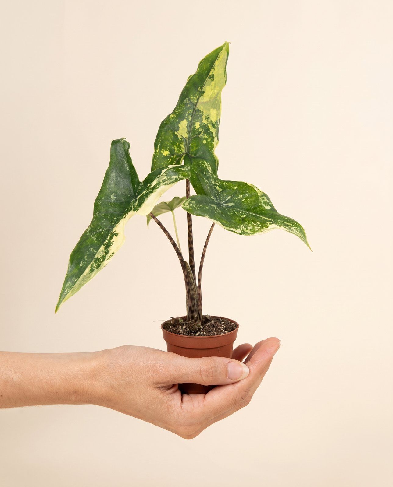 Bébé Alocasia Oreilles d'éléphant Tigrina Variegata