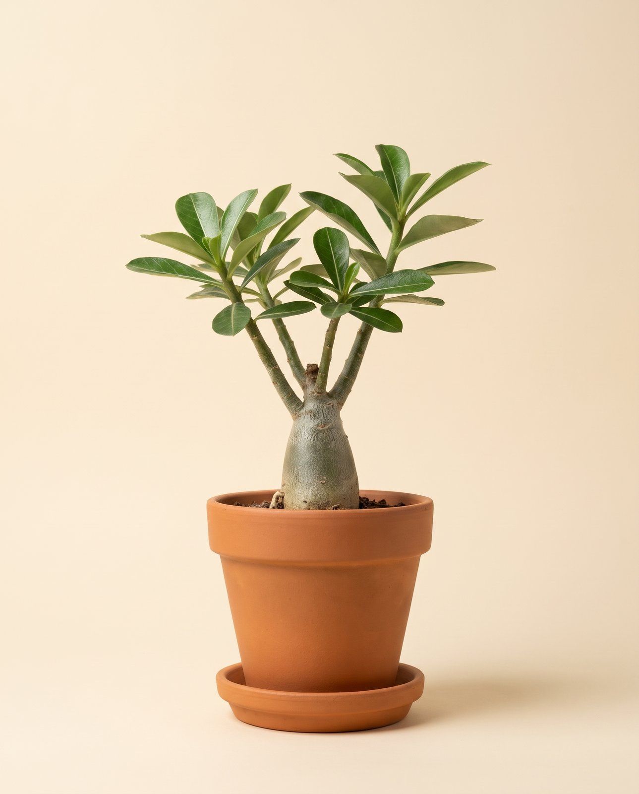 Baby Adenium Wüstenrose Obesum