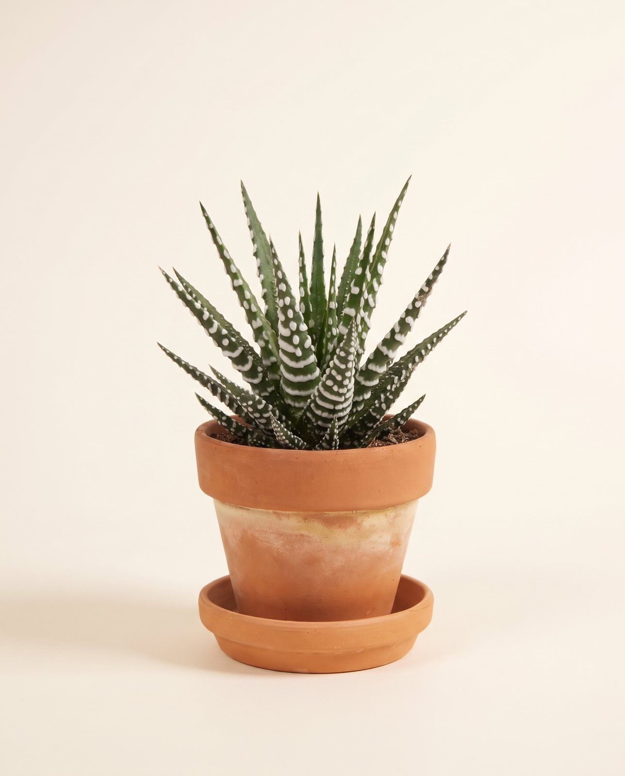 Baby Haworthia Haworthie Fasciata Big Band