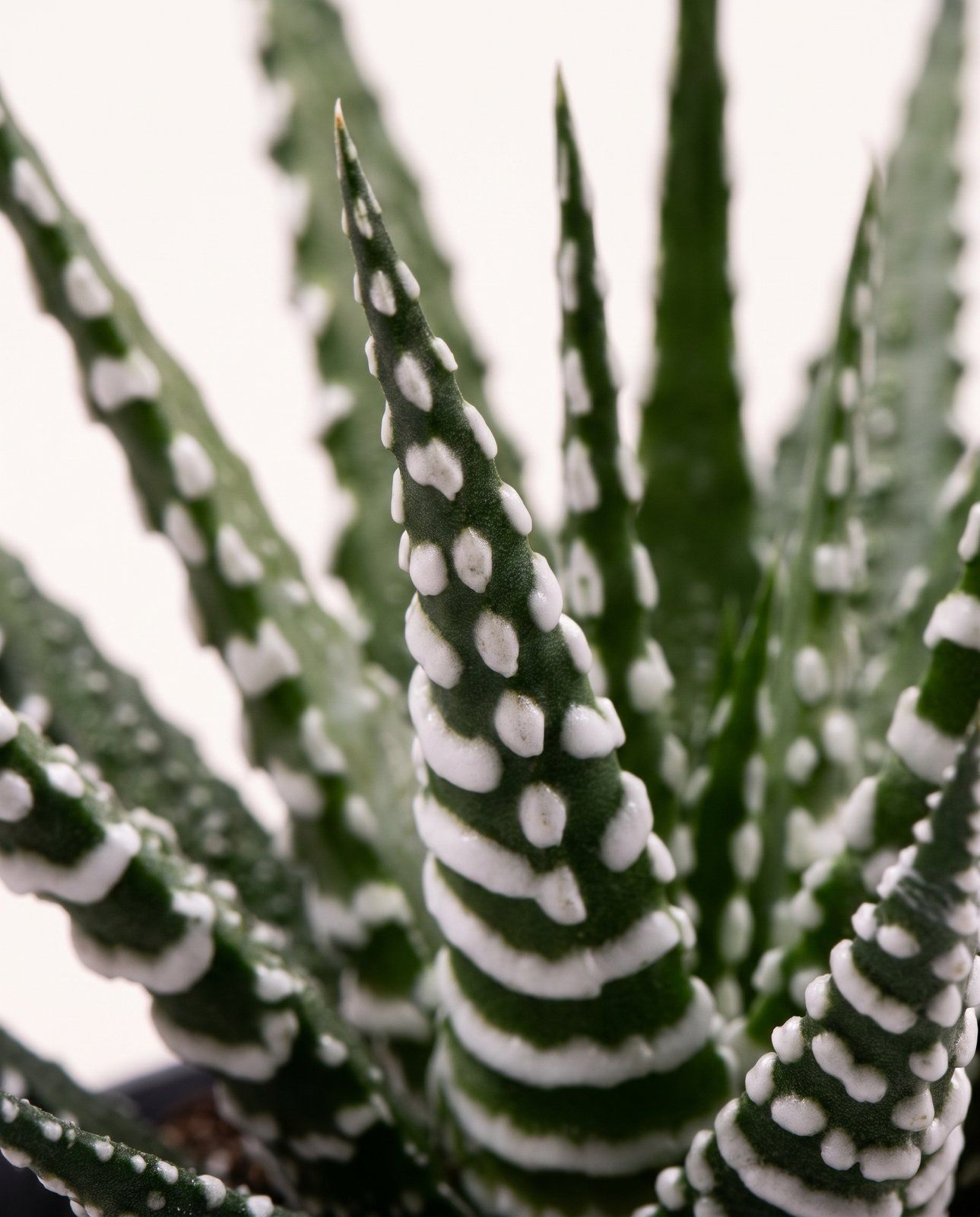 Baby Haworthia Haworthie Fasciata Big Band