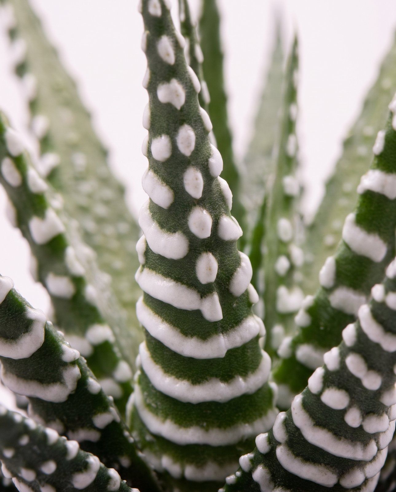 Baby Haworthia Haworthie Fasciata Big Band