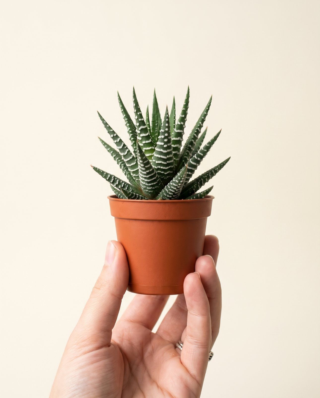 Baby Haworthia Haworthie Fasciata Big Band