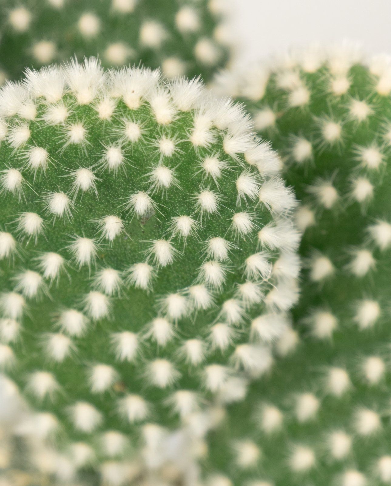 Baby Opuntia Feigenkaktus Microdasys Albispina