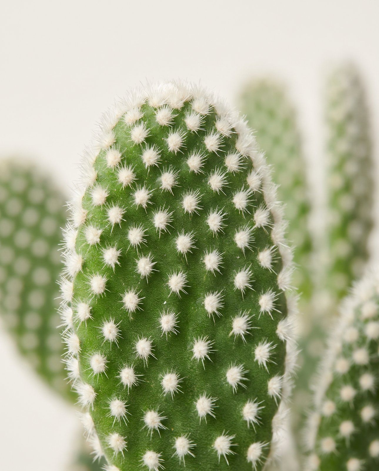 Baby Opuntia Feigenkaktus Microdasys Albispina