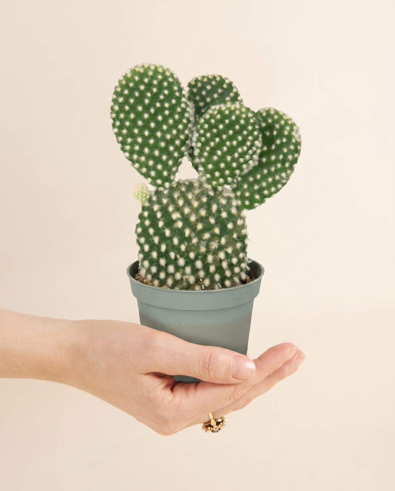 Baby Opuntia Feigenkaktus Microdasys Albispina