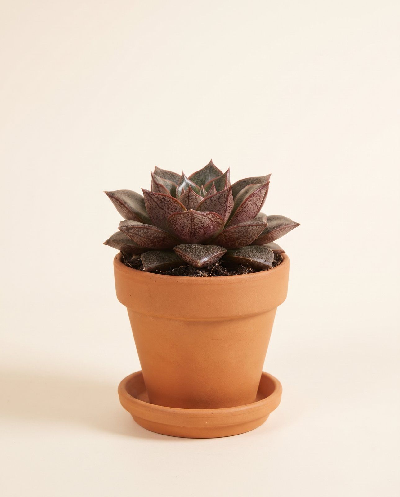 Baby Echeveria Echeverie Purpusorum
