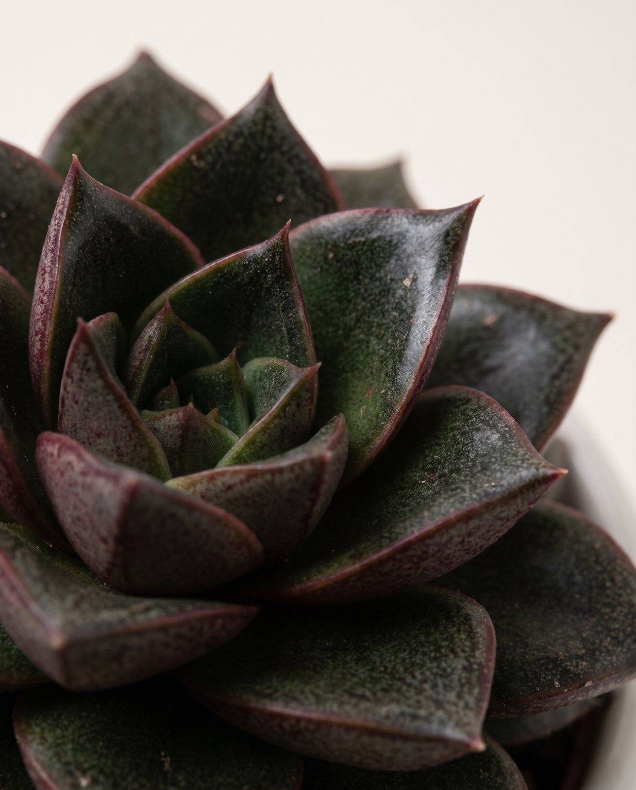 Baby Echeveria Echeverie Purpusorum