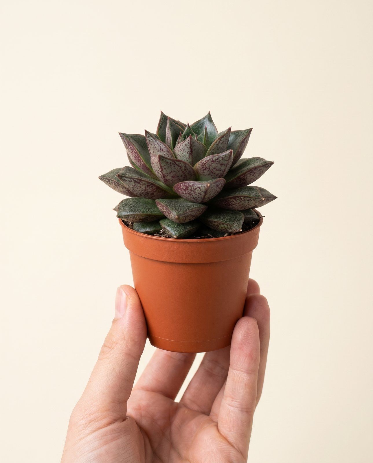 Baby Echeveria Echeverie Purpusorum