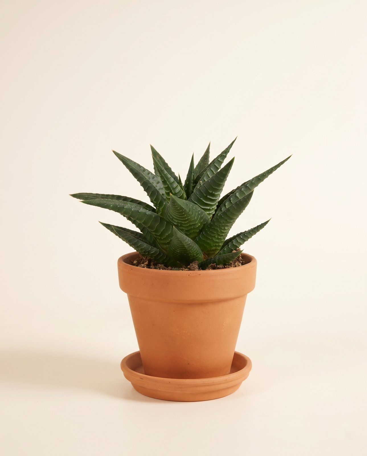 Baby Haworthia Haworthia Limifolia
