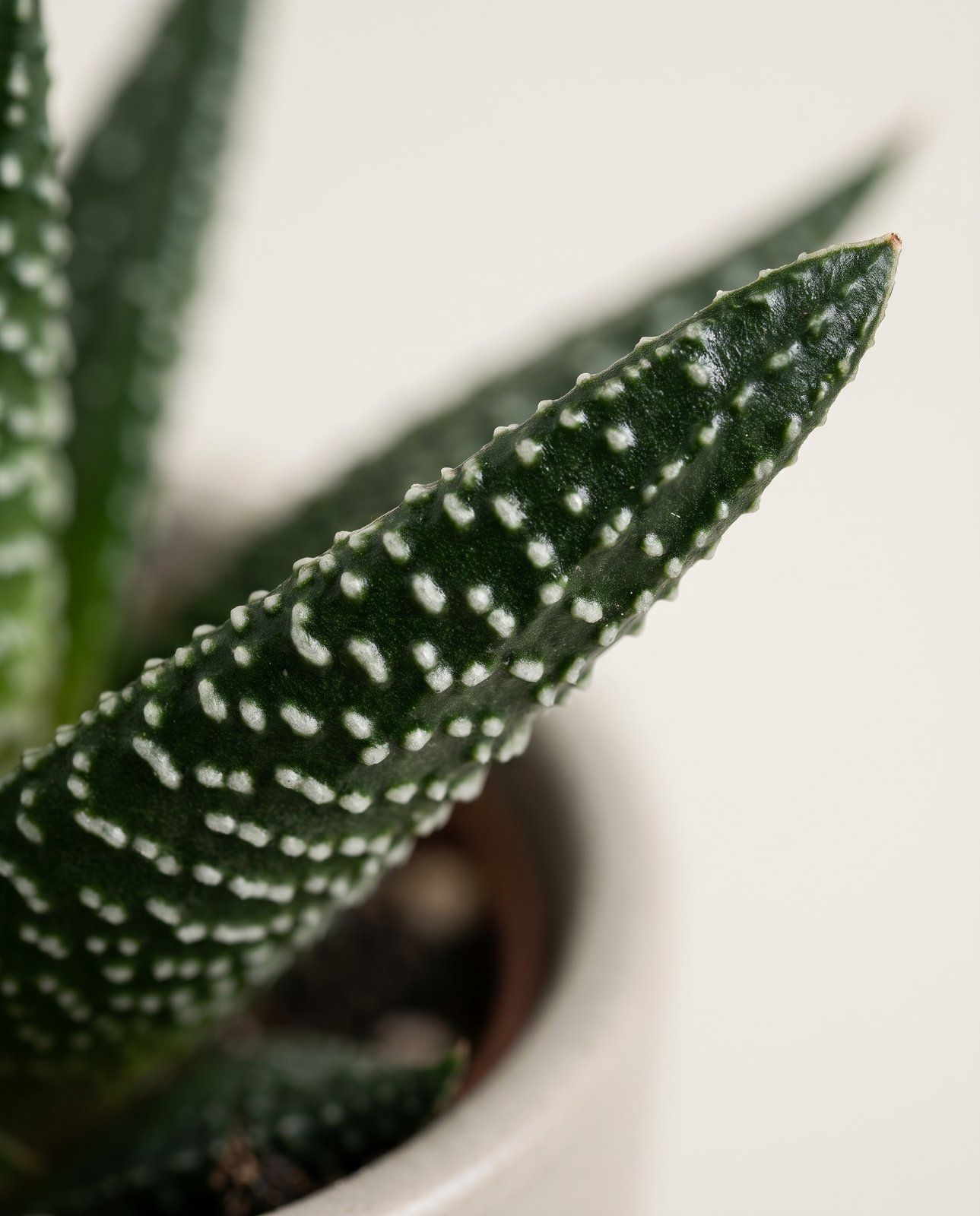 Baby Haworthia Haworthia Limifolia