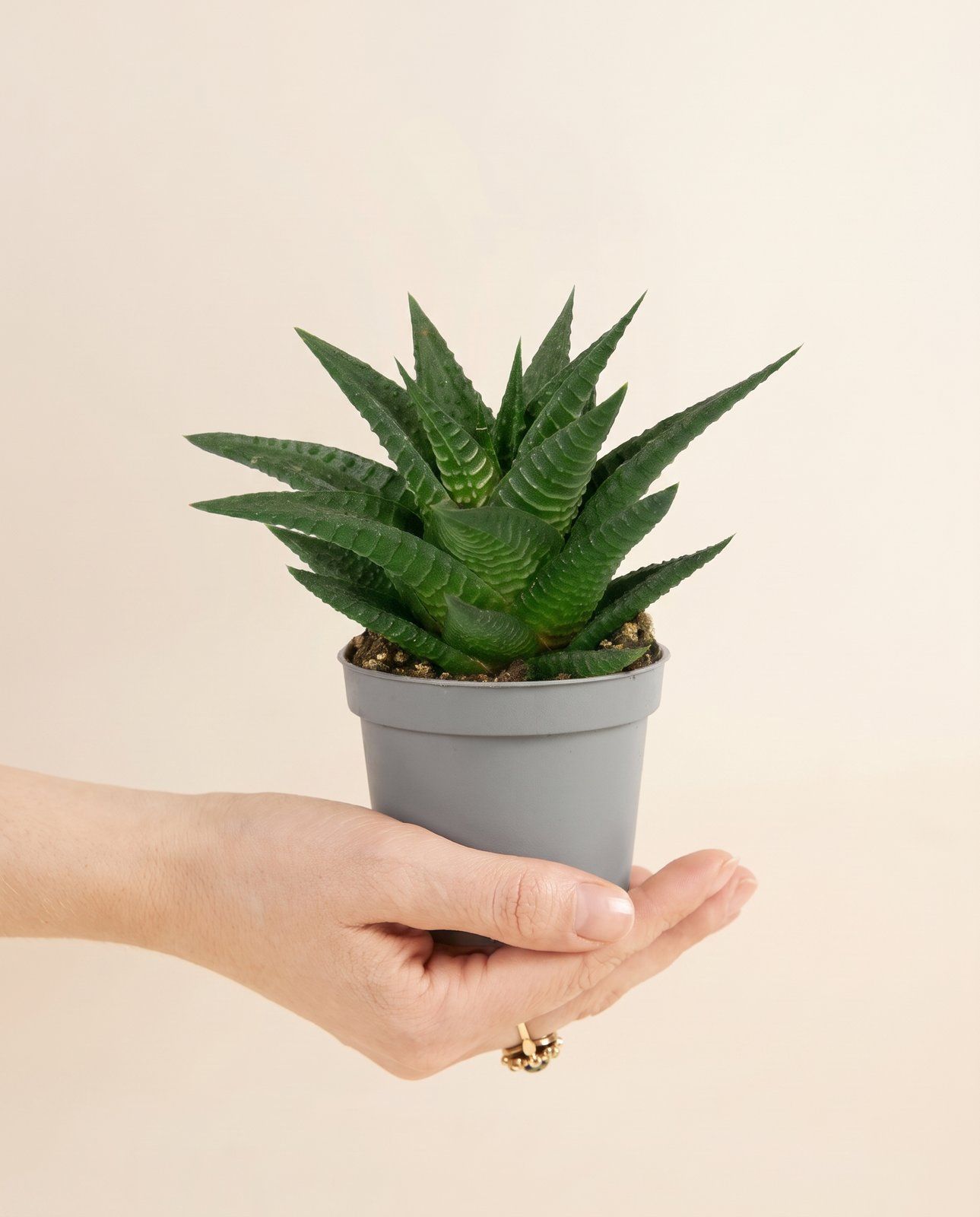 Baby Haworthia Haworthia Limifolia