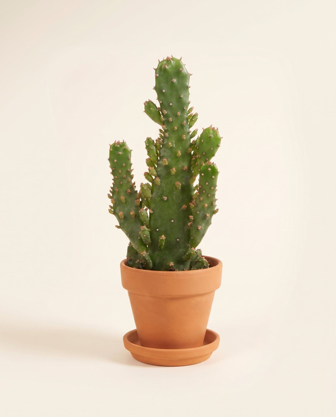 Baby Opuntia Feigenkaktus Microdasys