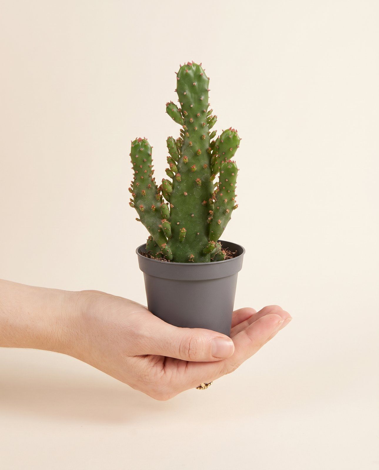 Baby Opuntia Feigenkaktus Microdasys
