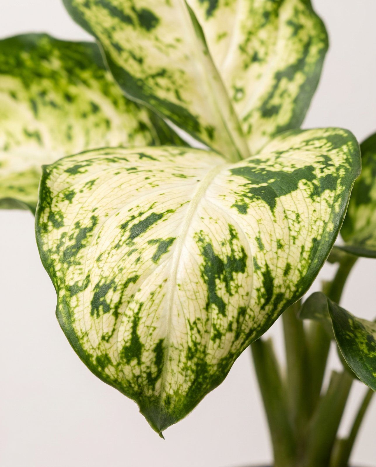 Baby Dieffenbachia Dieffenbachie Maculata Amy