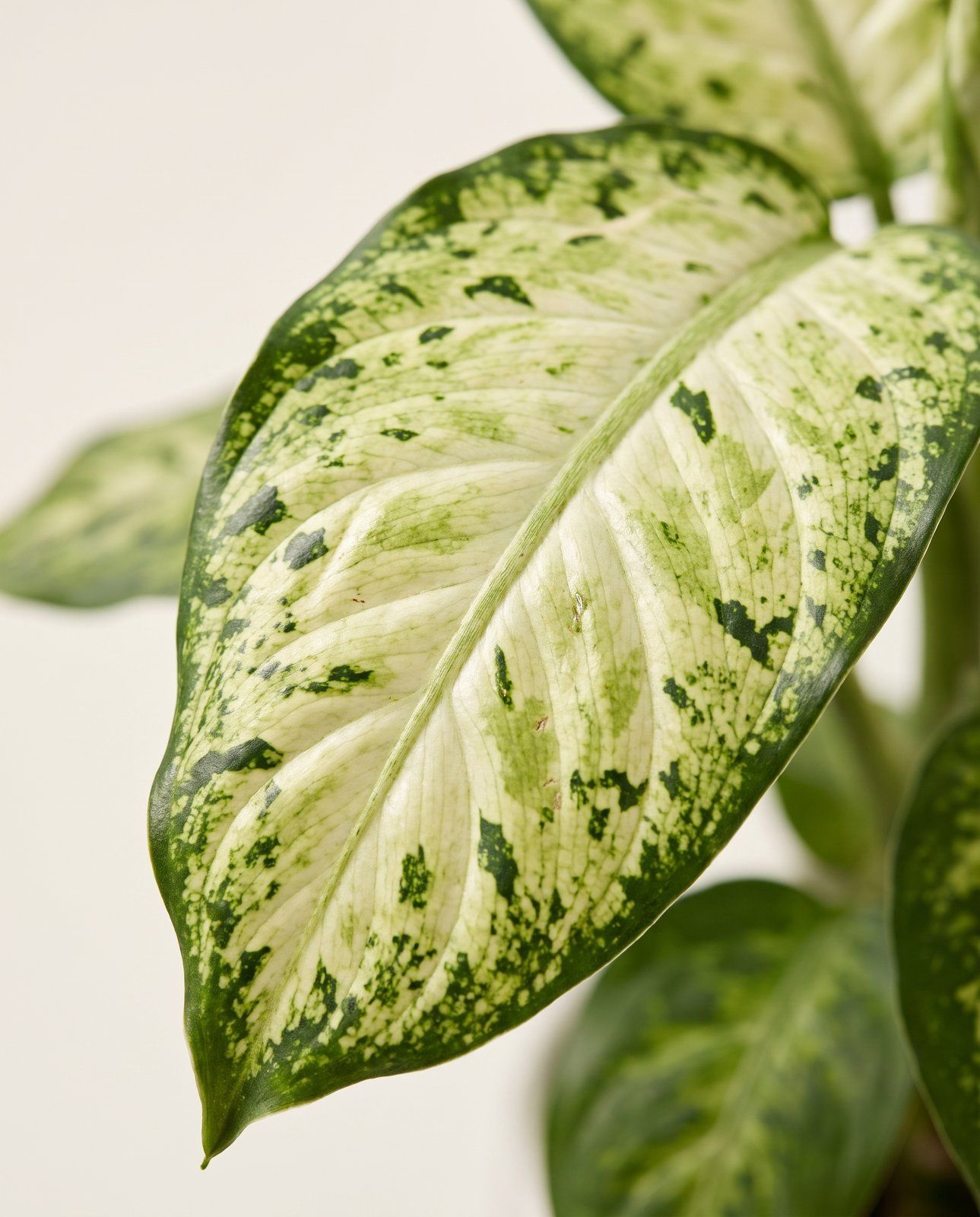 Baby Dieffenbachia Dieffenbachie Maculata Amy