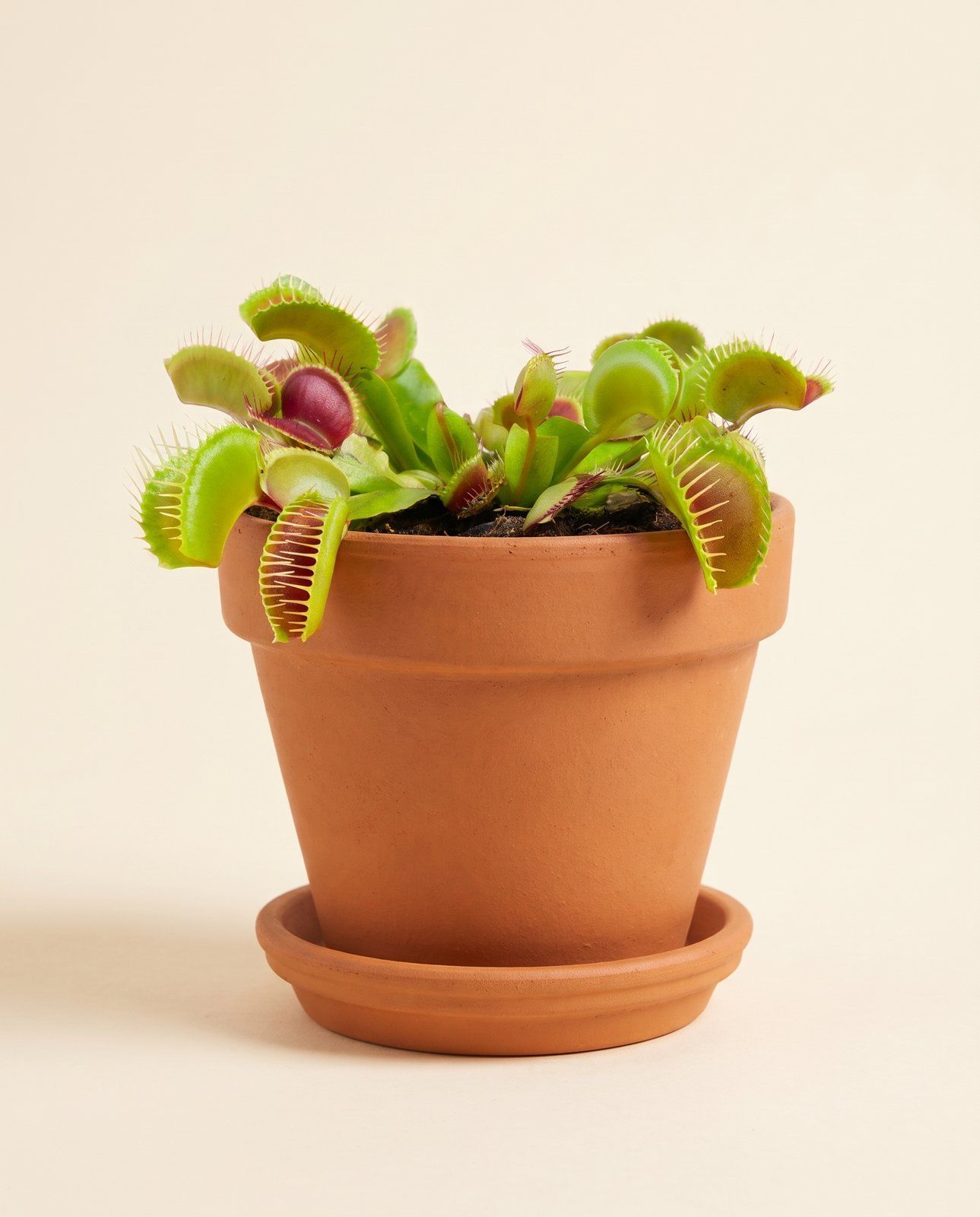 Baby Dionaea Acchiappamosche Muscipula