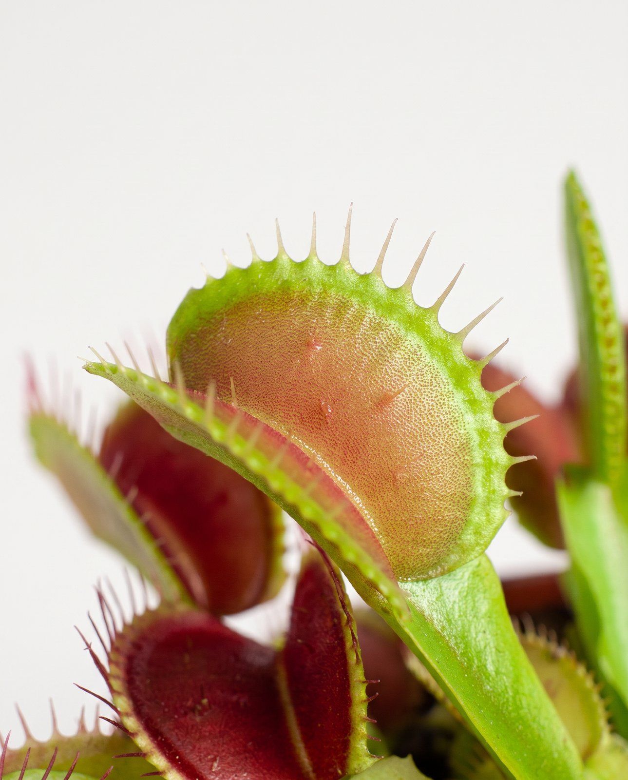 Baby Dionaea Acchiappamosche Muscipula