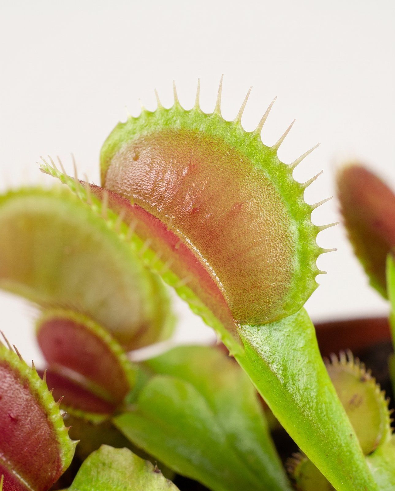 Baby Dionaea Acchiappamosche Muscipula
