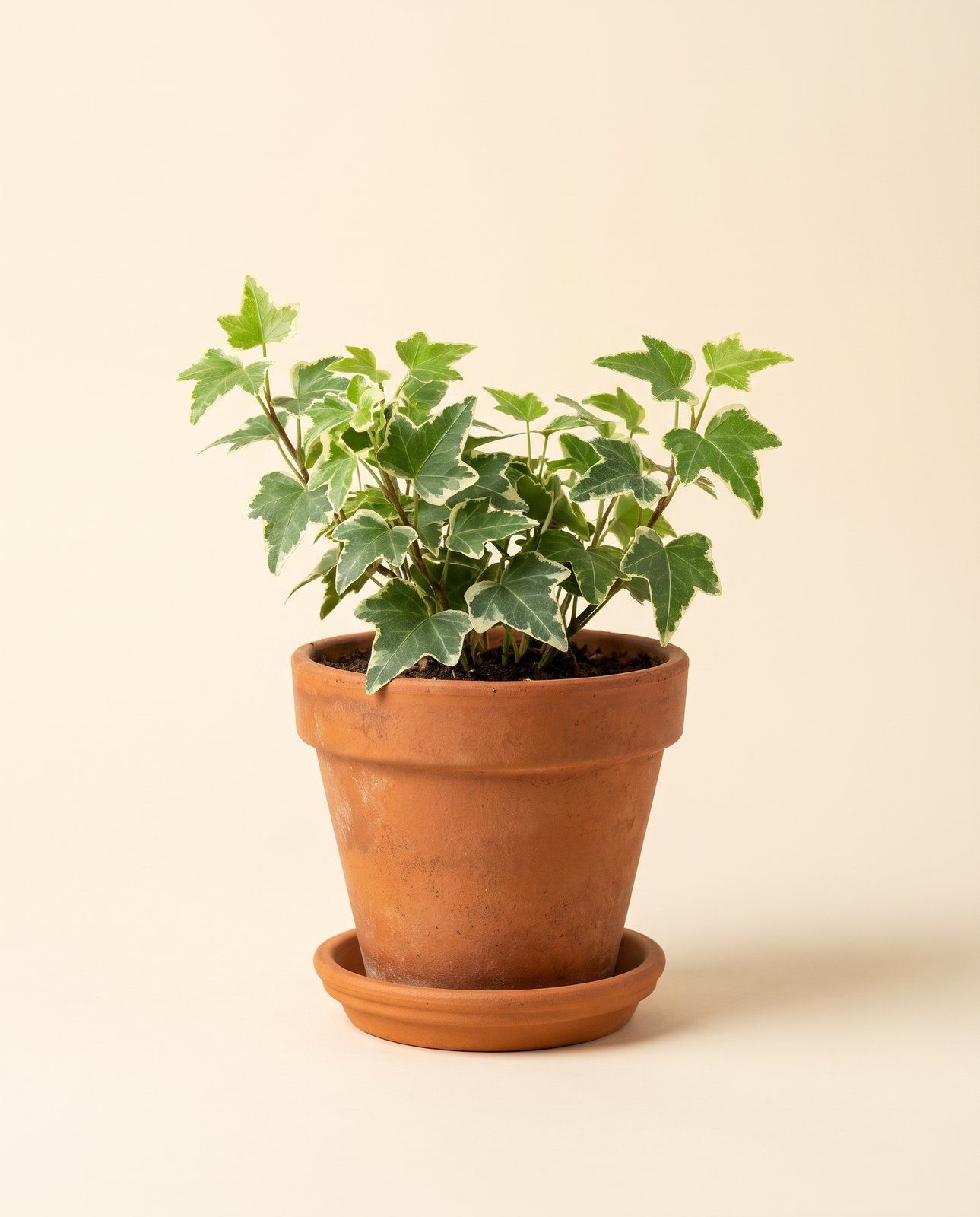 Baby Hedera Ivy Helix Variegated