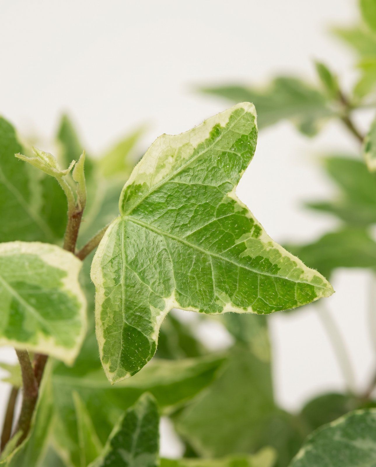 Bebé Hedera Hiedra Helix Variegated