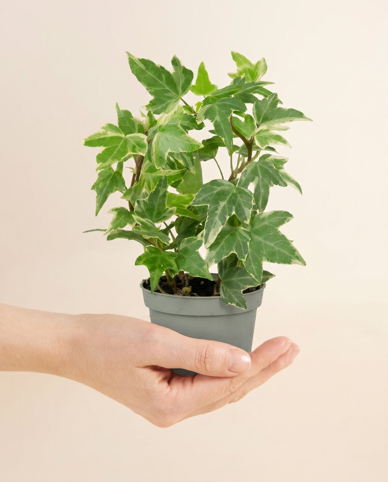 Bebé Hedera Hiedra Helix Variegated