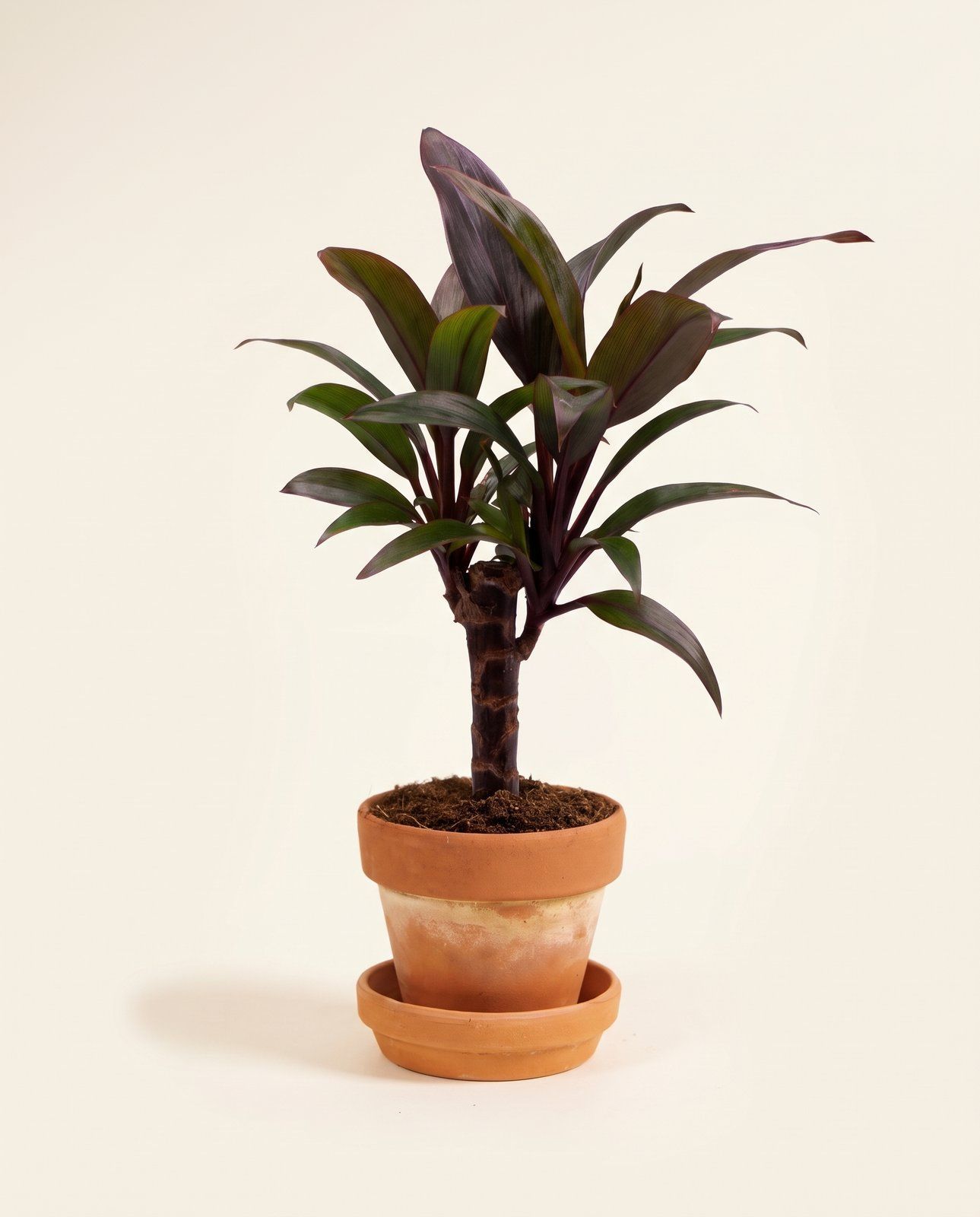 Baby Cordyline Keulenlilie Fruticosa