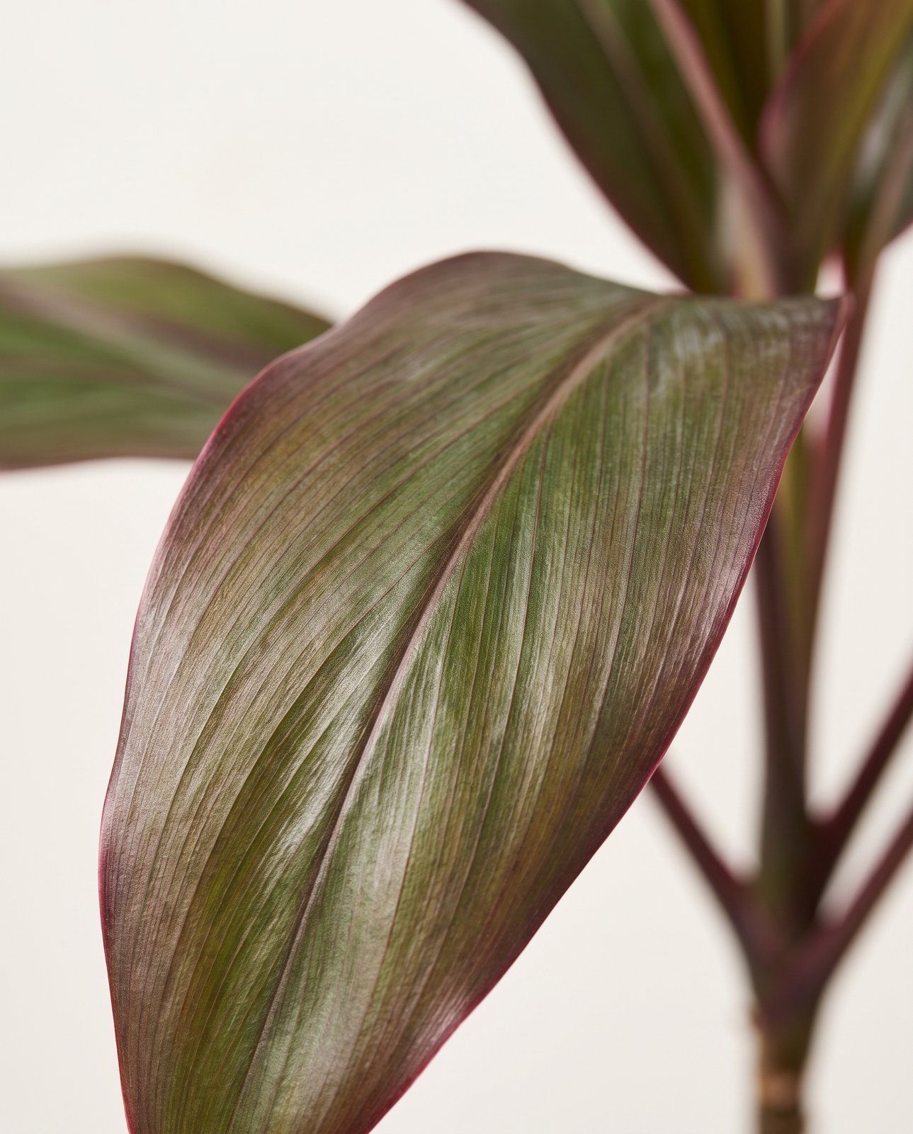 Baby Cordyline Keulenlilie Fruticosa