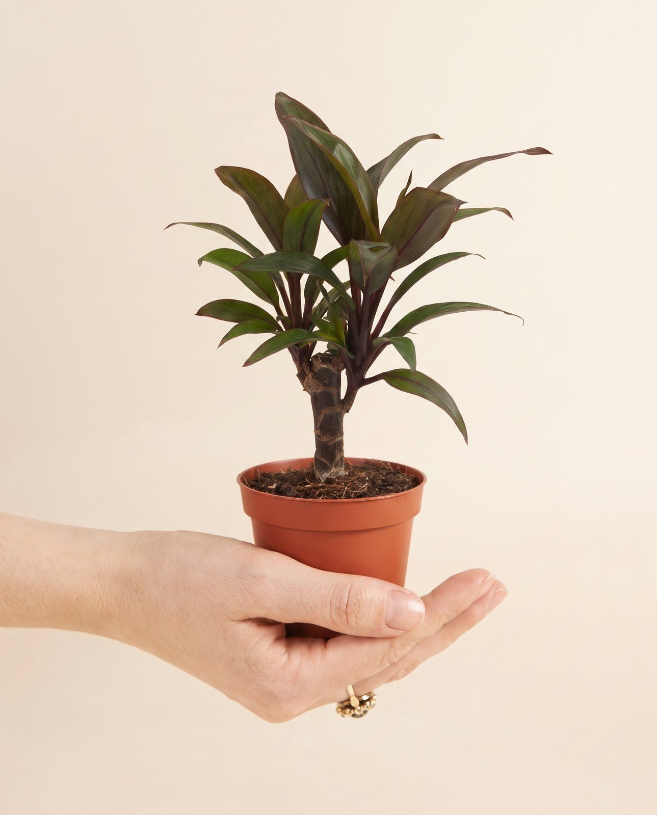 Baby Cordyline Keulenlilie Fruticosa