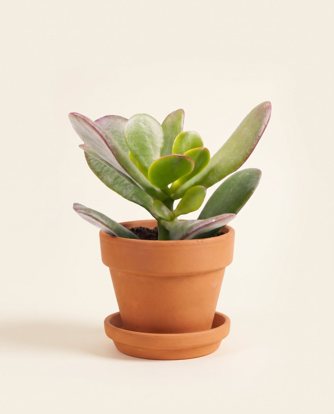 Baby Crassula Geldbaum Ovata