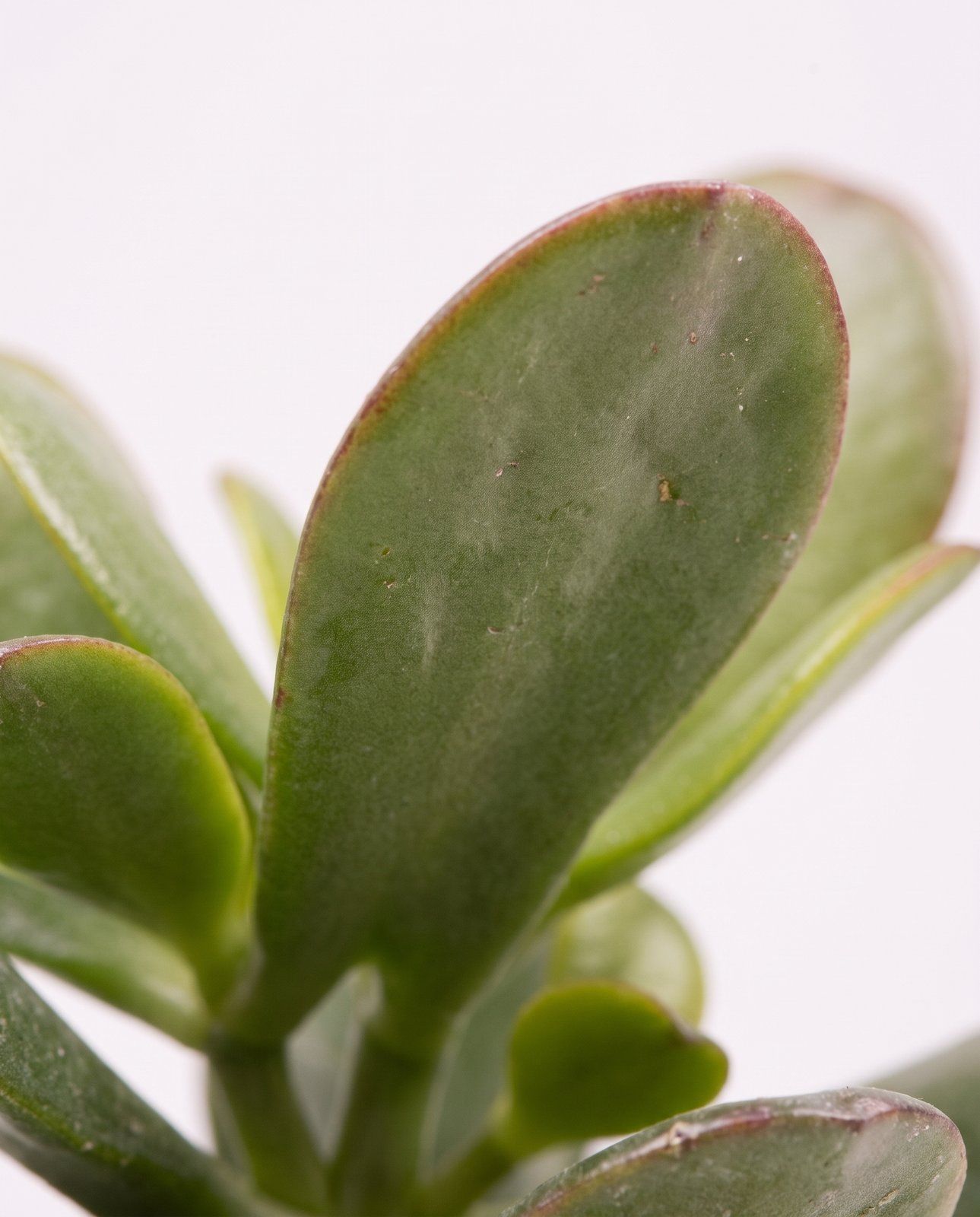 Baby Crassula Geldbaum Ovata