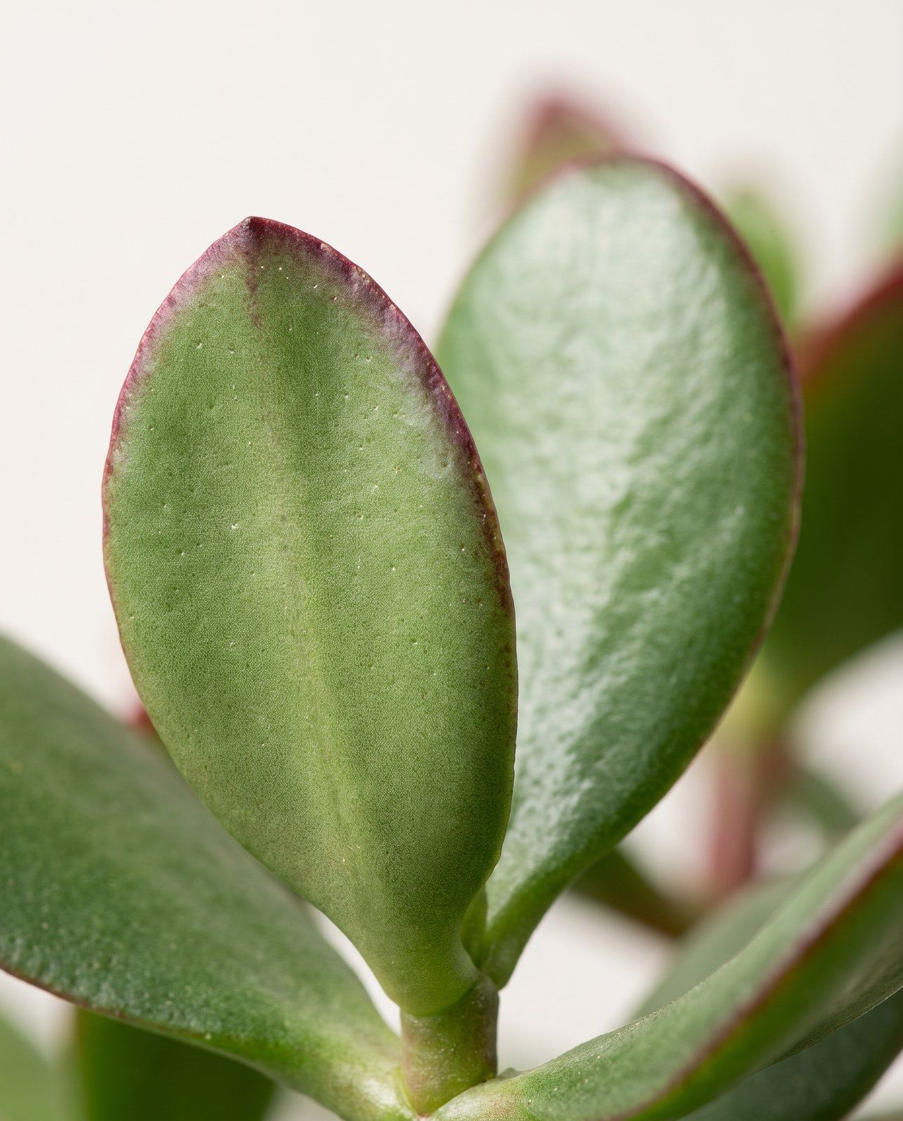 Baby Crassula Geldbaum Ovata
