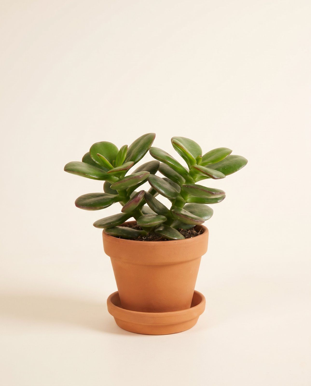 Baby Crassula Geldbaum Minor