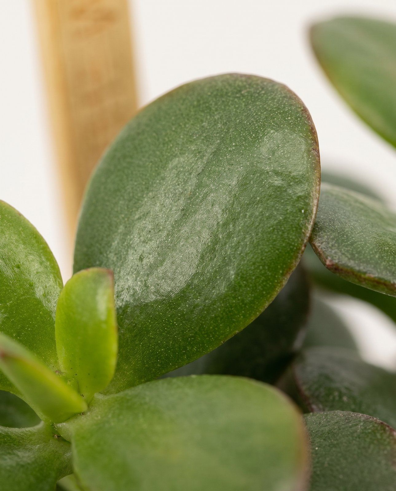 Baby Crassula Geldbaum Minor