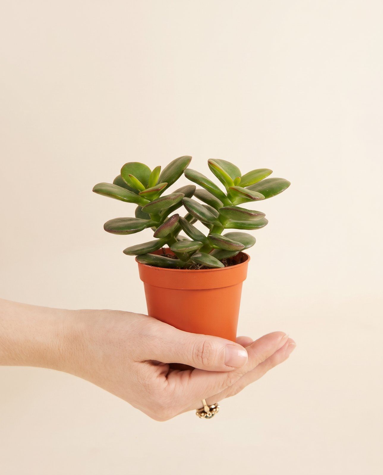 Baby Crassula Geldbaum Minor