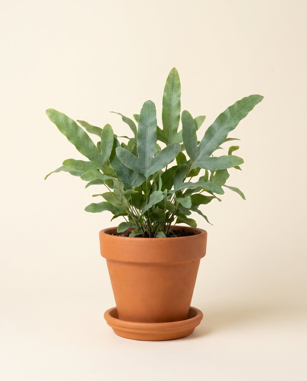 Baby Phlebodium Goldtüpfelfarn Aureum Blue Star
