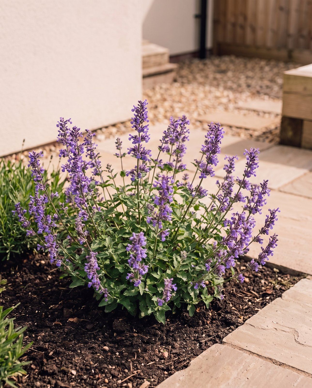 Nepeta Erba gatta Faassenii