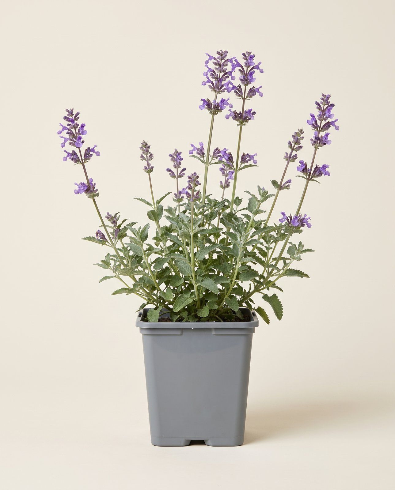 Nepeta Katzenminze Walker's Low