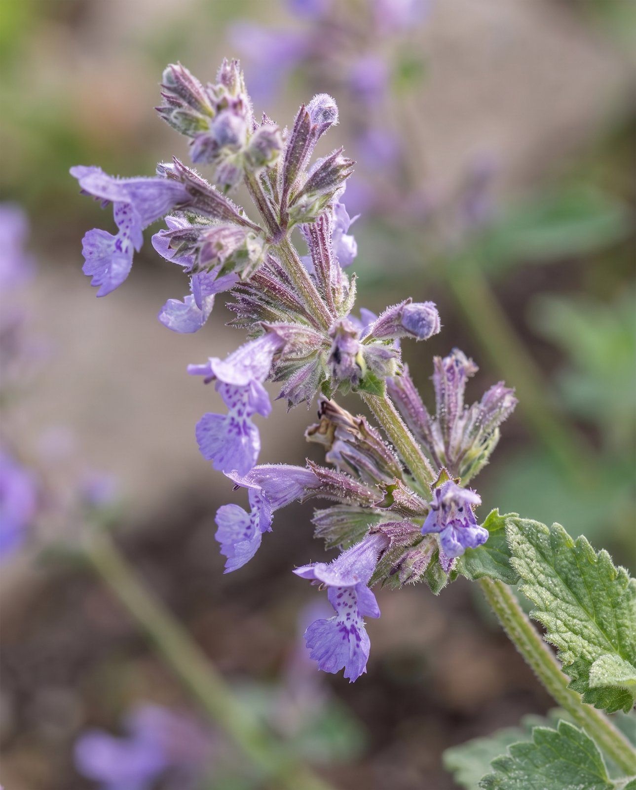 Nepeta Katzenminze Walker's Low