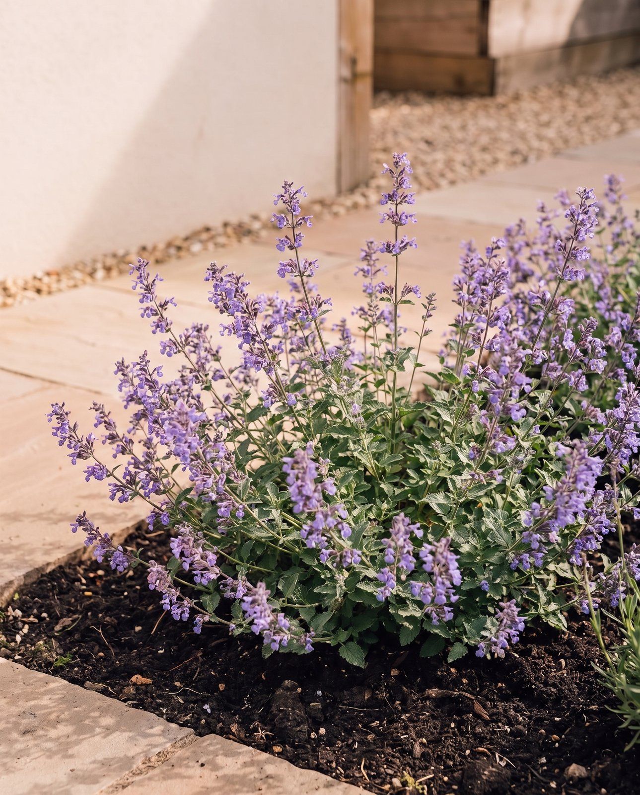 Nepeta Katzenminze Walker's Low