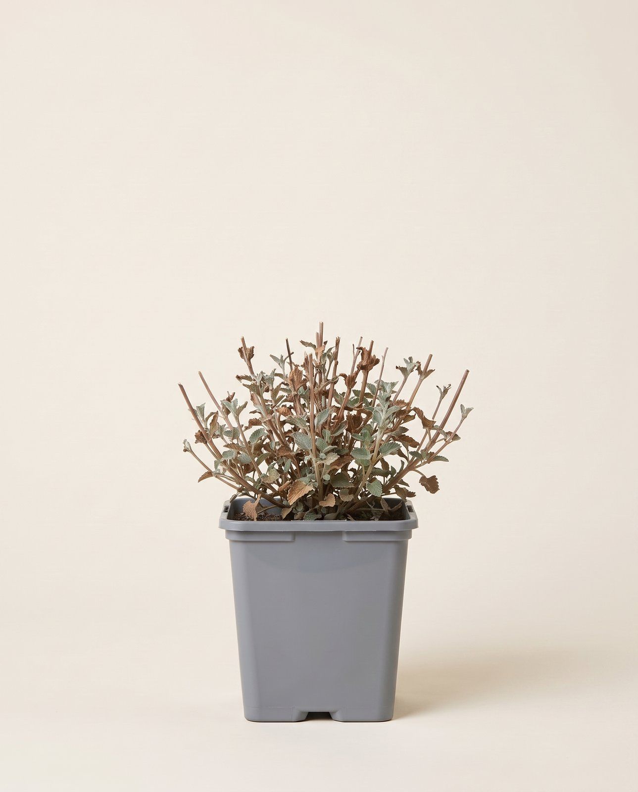 Nepeta Katzenminze Walker's Low